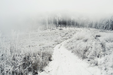 road toward forest in winter minimal landscape with fog