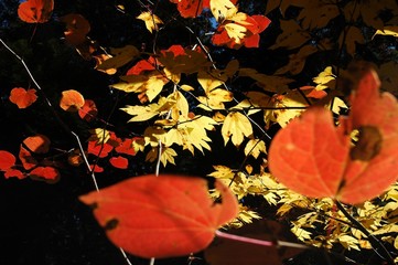 木漏れ日の紅葉