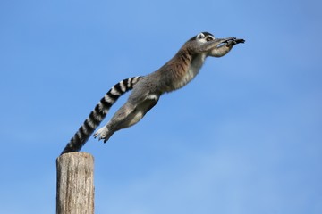 Saut de lémurien © Patrick J.