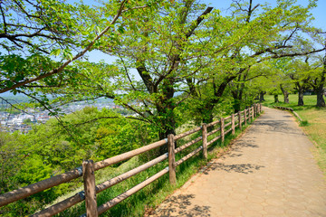 Fototapeta premium Hitsujiyama Park in spring in Chichibu, Saitama, Japan