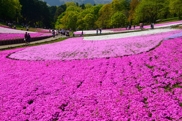 Fototapeta na wymiar Shibazakura (Moss Pink) Hill at Hitsujiyama Park in Chichibu, Saitama, Japan