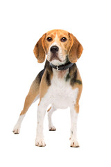 beagle dog standing