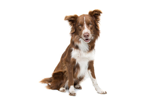 Brown And White Border Collie Dog