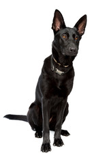Fototapeta premium black short haired shepherd