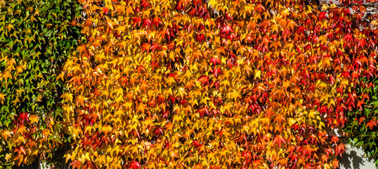 Panorama wilder Wein