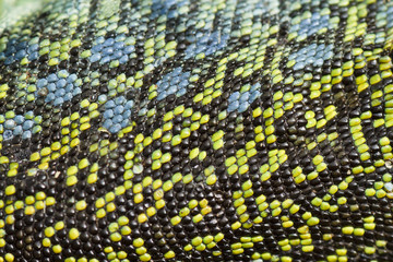 Naklejka premium Ocellated lizard skin