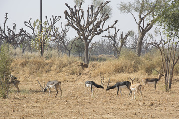 Naklejka na ściany i meble Black bucks in the wild in Rajasthan, India