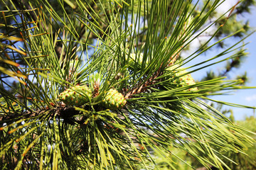 Fototapeta premium Pine tree