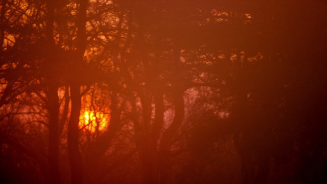 Red foggy sunrise and  and tree branches.4K (4096x2304)   Time lapse 