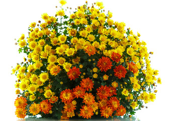 beautiful bouquet of bright chrysanthemums