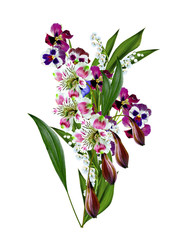 pansy flowers isolated on white background