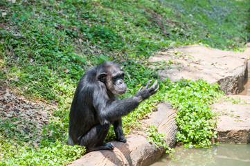Chimpanzee