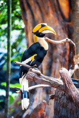 Hornbill