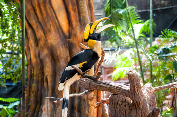 Hornbill © oatintro