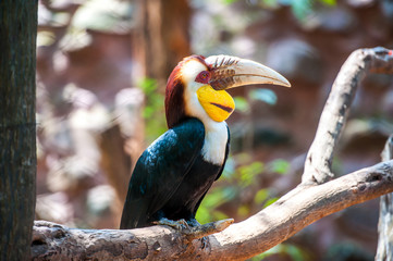 Hornbill