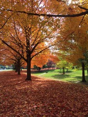 Fototapeta premium Fall is here