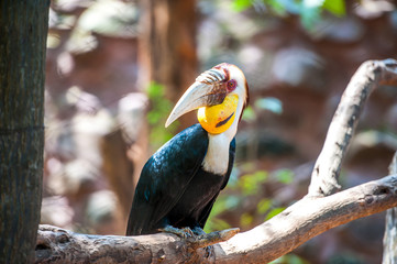 Hornbill