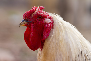 white chicken hen head shot isolated on white background