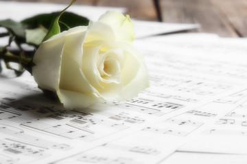 Naklejka premium White rose on sheets of musical notes