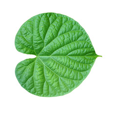 Green leaves on a white background.