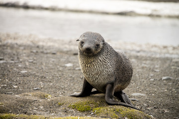 Fur Seal