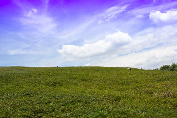 Fototapeta na wymiar Green field under blue skies. Natural beauty background 