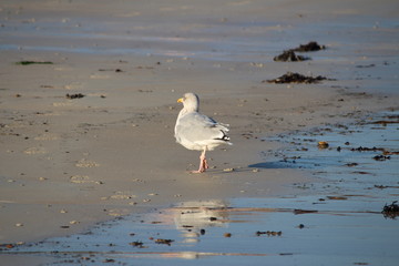 Möwe am Strand, 