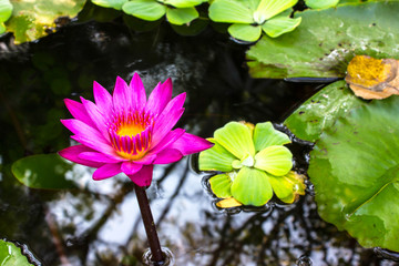 Lotus flower and Lotus flower plants