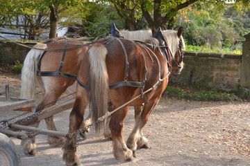 Pferde vor dem Wagen