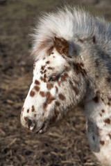 Dotty pony