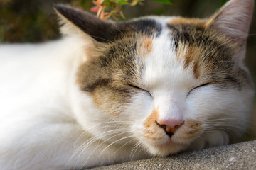 Fototapeta premium 居眠りをするのらねこ