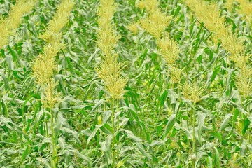 収穫前のトウモロコシ