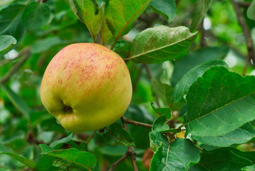 Ripe apple hanging on the branch