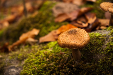 gelber Pilz im Grün