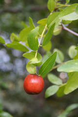 giuggiole sull'albero