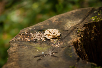 Pilz auf Baumstumpf