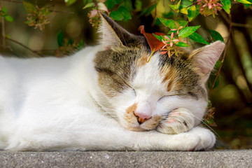 居眠りをするのらねこ