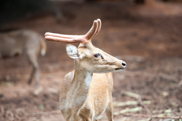 Deer
