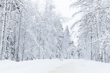 russian winter forest road in snow