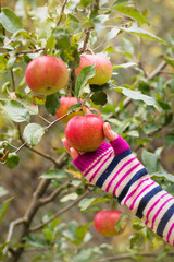 Fresh apple crop outdoors