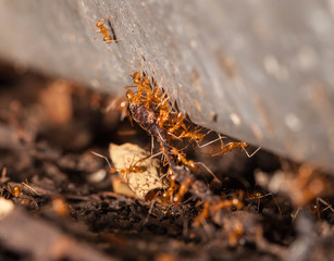 Ant teamwork to move their food