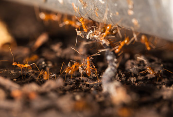 Ant teamwork to move their food