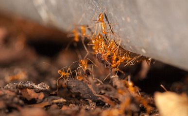 Ant teamwork to move their food