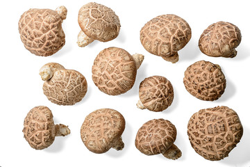 fresh winter mushroom on white