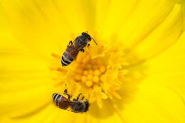 Bee collecting nectar from flower and insect pollinator in the nature