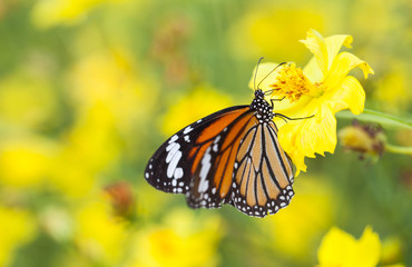 Common tiger butterfly with cosmos flower and insect pollinator in the nature