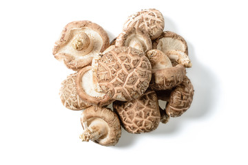 fresh winter mushroom on white