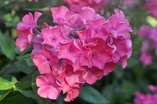 Pink floks flower