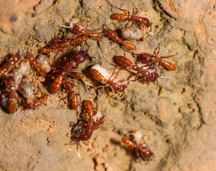 Ant teamwork