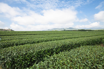 Fototapeta na wymiar Tea farm in the north of Thailand